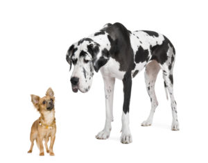 Harlequin Great Dane and Chihuahua