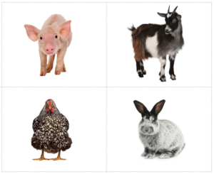 Farm Animals