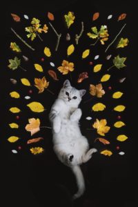 nadi-whatisdelirium-fZ8uf_L52wg-unsplash